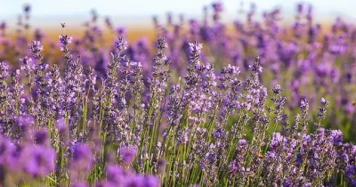 lavender-7304564_640.webp